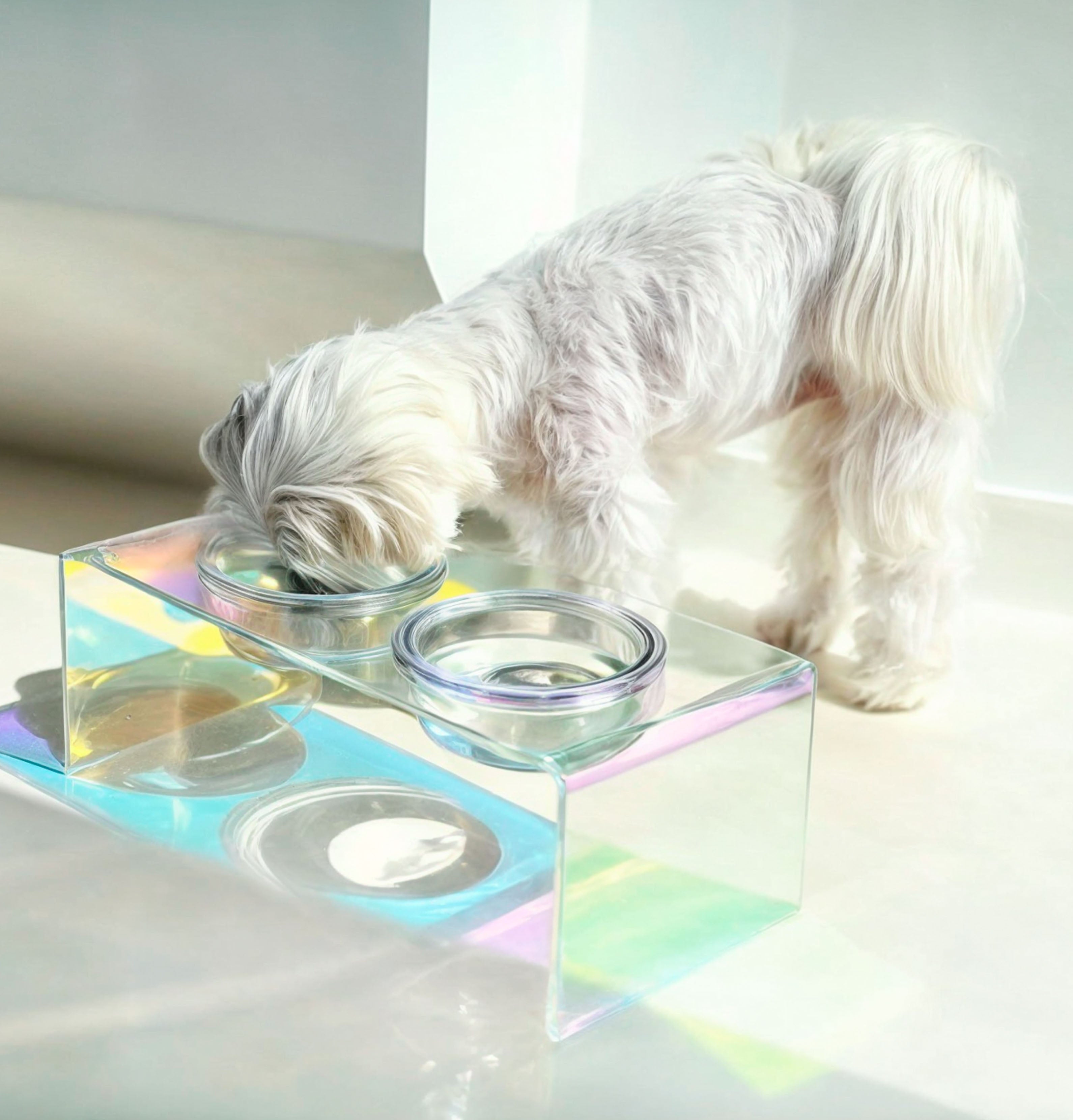 Acrylic Dog Feeder